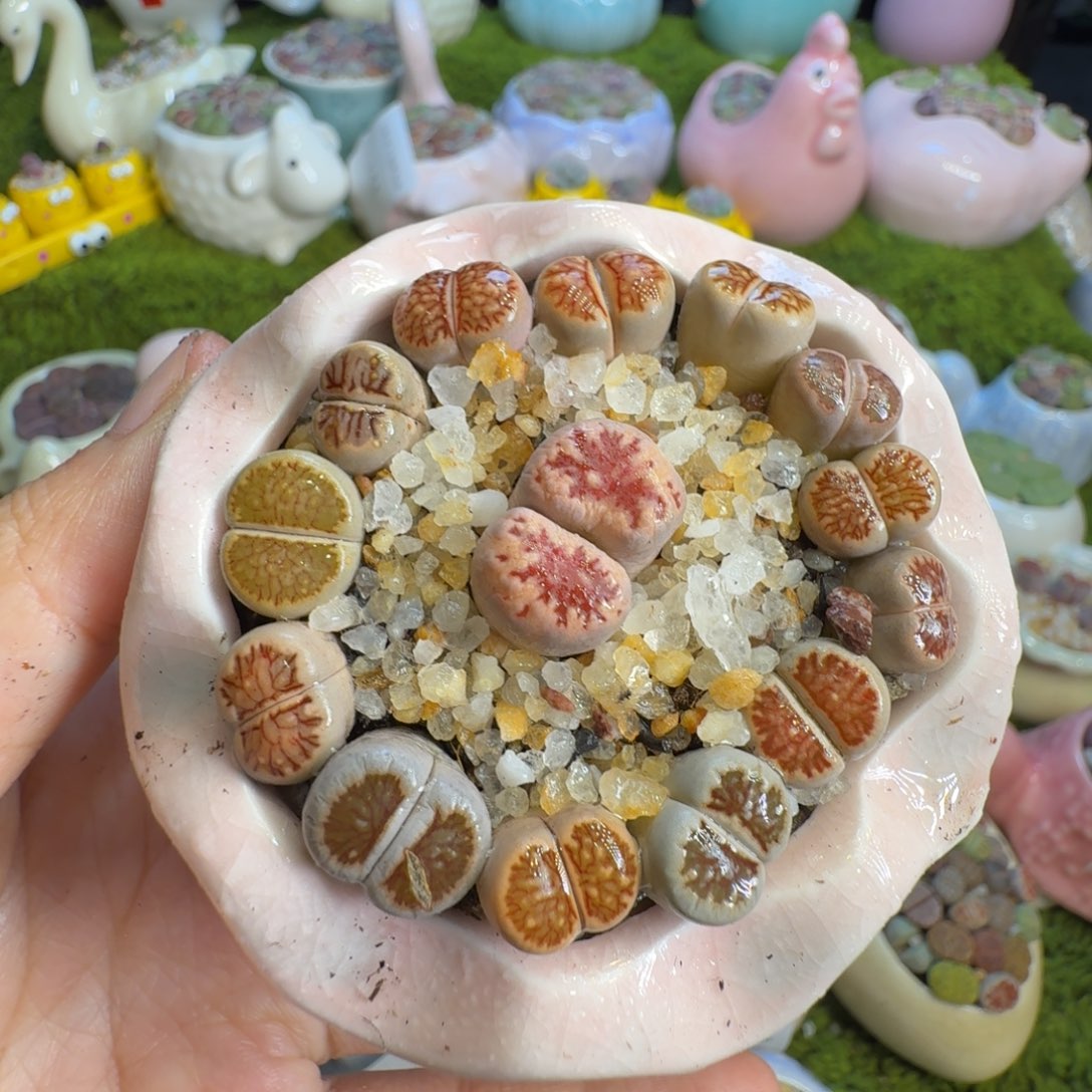 多肉开播福利冲163