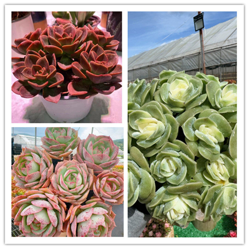 XS红酒玫瑰+可爱玫瑰+克罗蒂亚 多肉组合 新手好养带盆栽