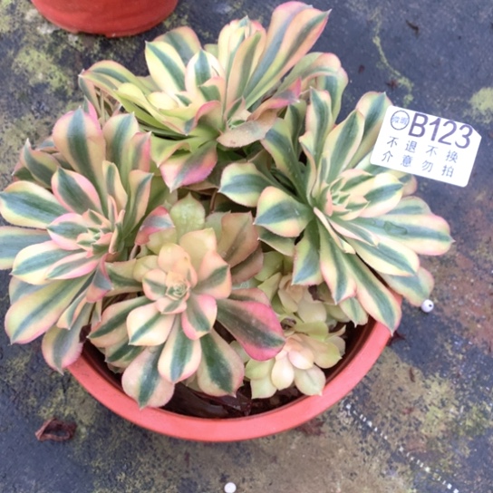 多肉植物维纳123