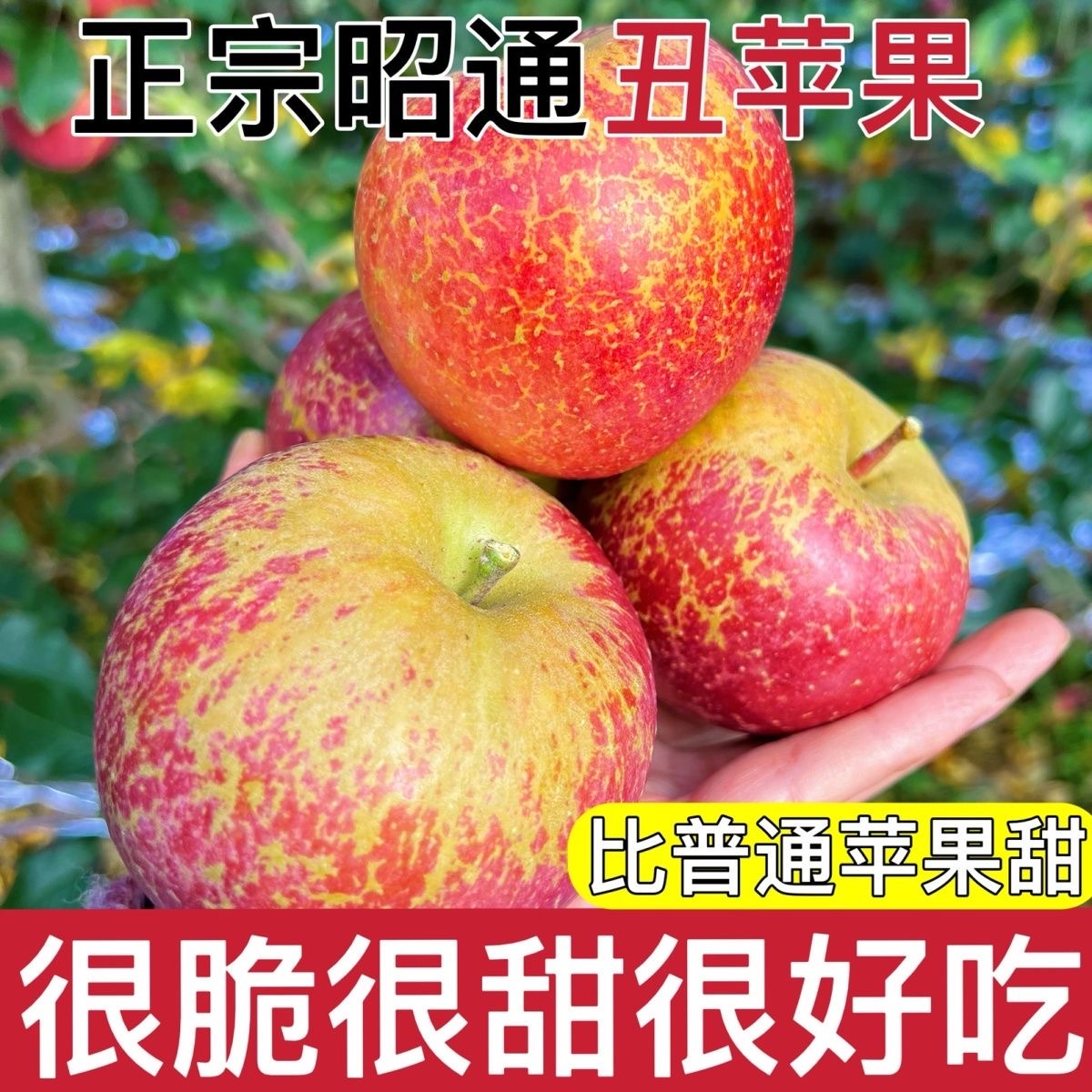 正宗云南昭通当季新鲜丑苹果脆甜多汁现采现摘应季水果