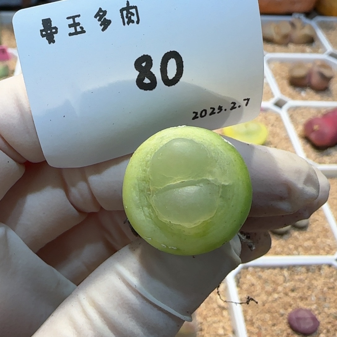 多肉多肉多肉2.7-080