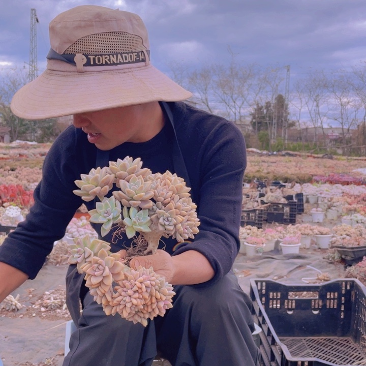 244淡雪缀化一物一拍