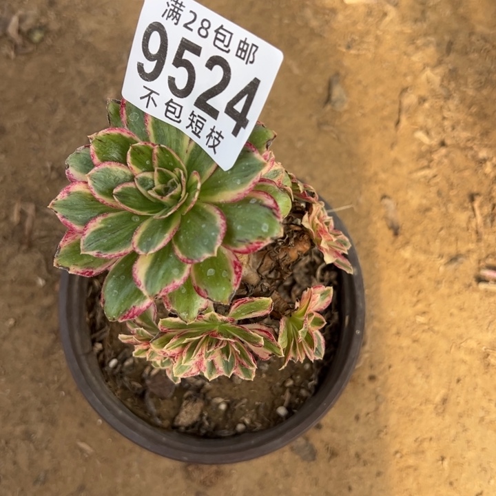 s***lV锦多肉植物法师9524