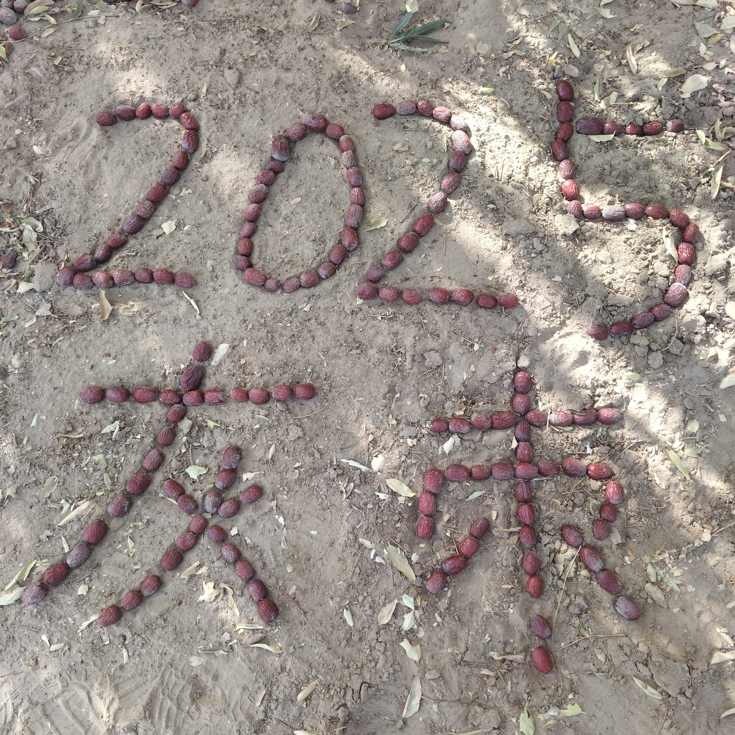 新疆和田灰枣【一级】原产地包邮