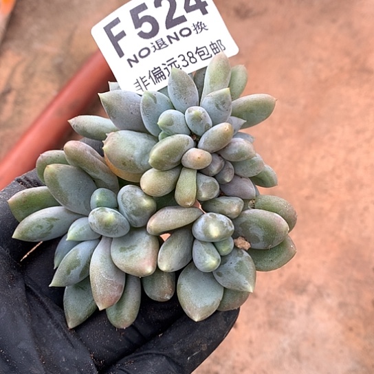 胖体哥特缀化524 亏本清退款拉黑7-8天发货