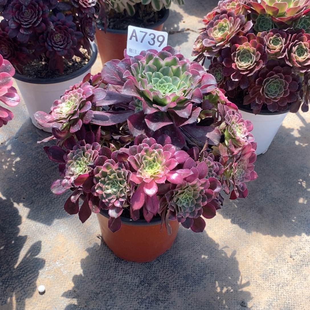 嫩桩天合739多肉法师植物