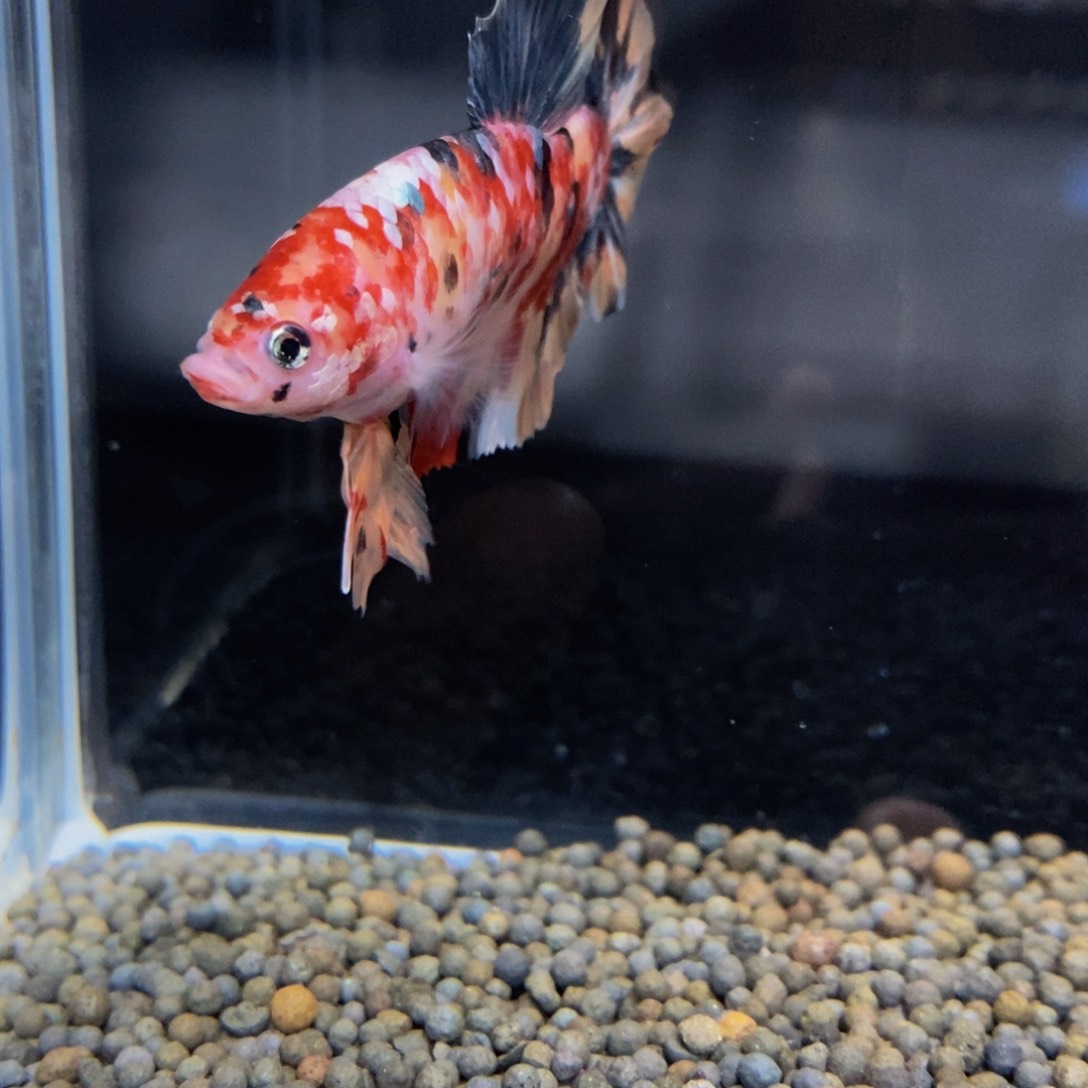 热带鱼公457巨斗