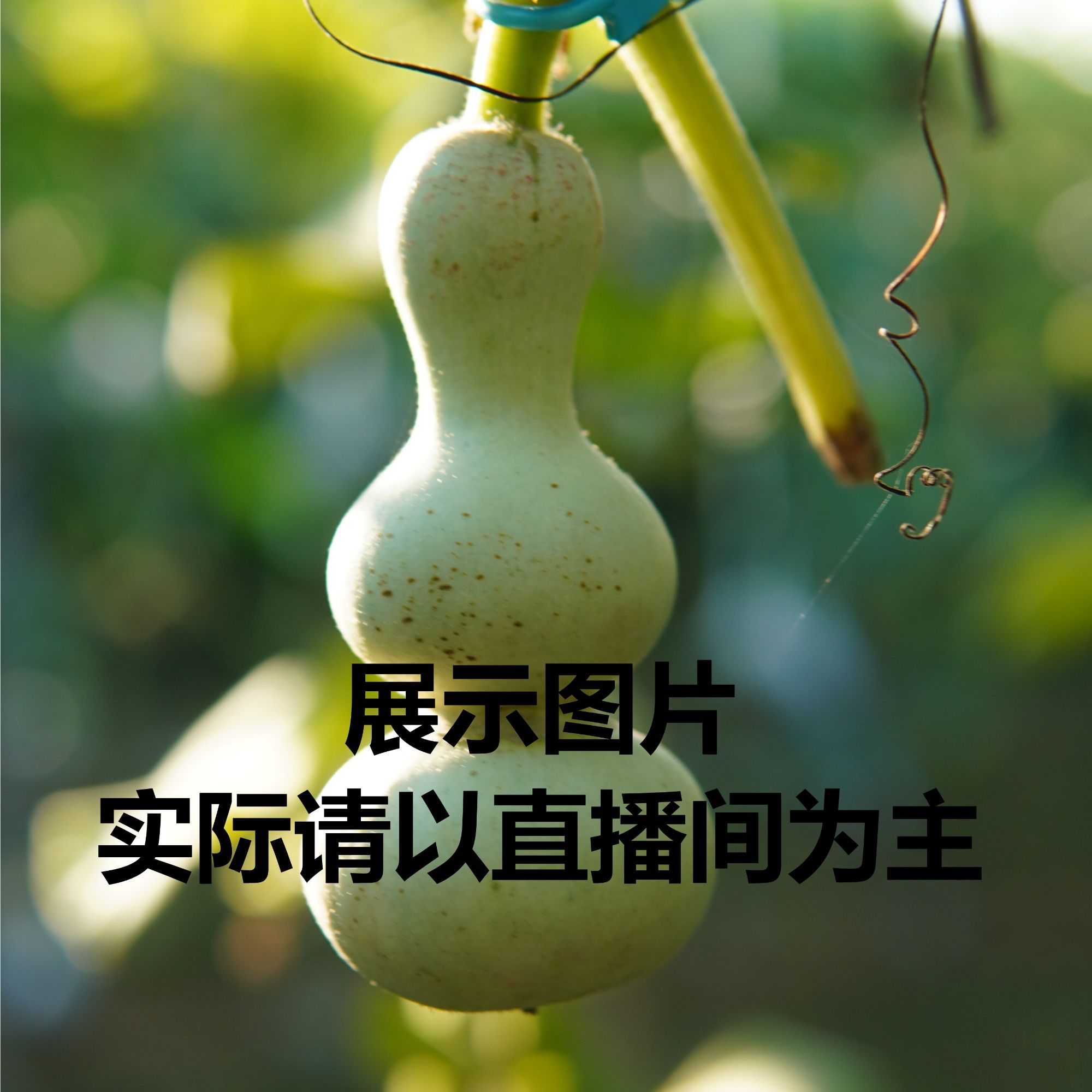 精品葫芦粗嘴八宝青皮