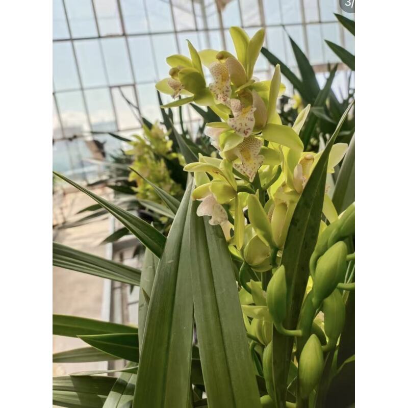 新人福利【玲珑翠】绿色沁心云南高山大花蕙兰基地直发