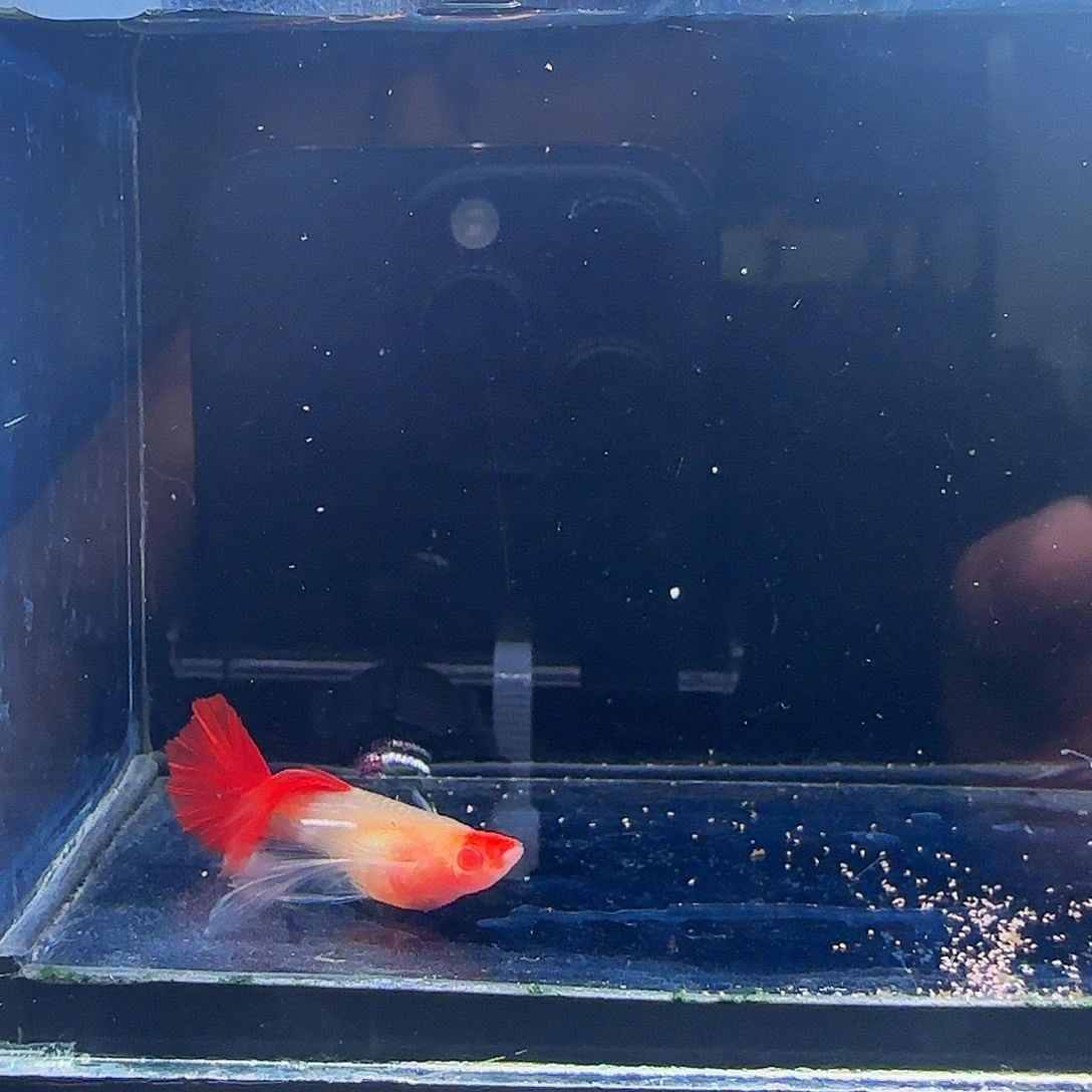 孔雀鱼血红红头玻璃体绣球1母