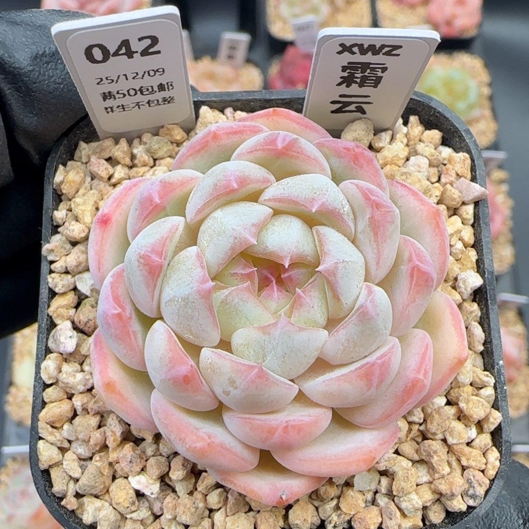 042   霜云   5厘米盆