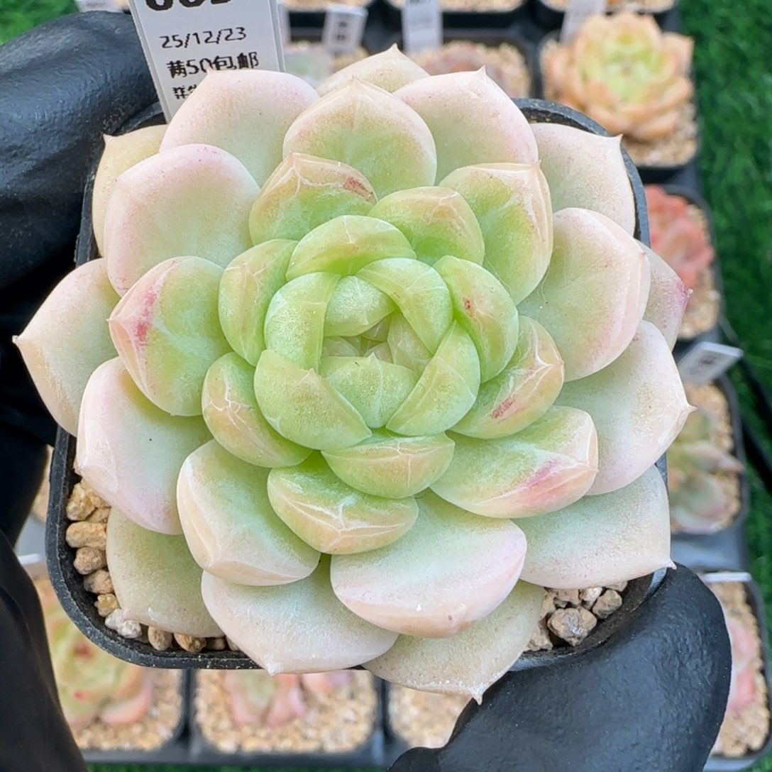 069  孤品   5厘米盆