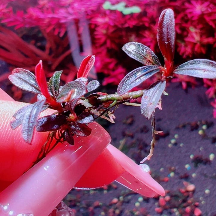 福利3福利价植物一头