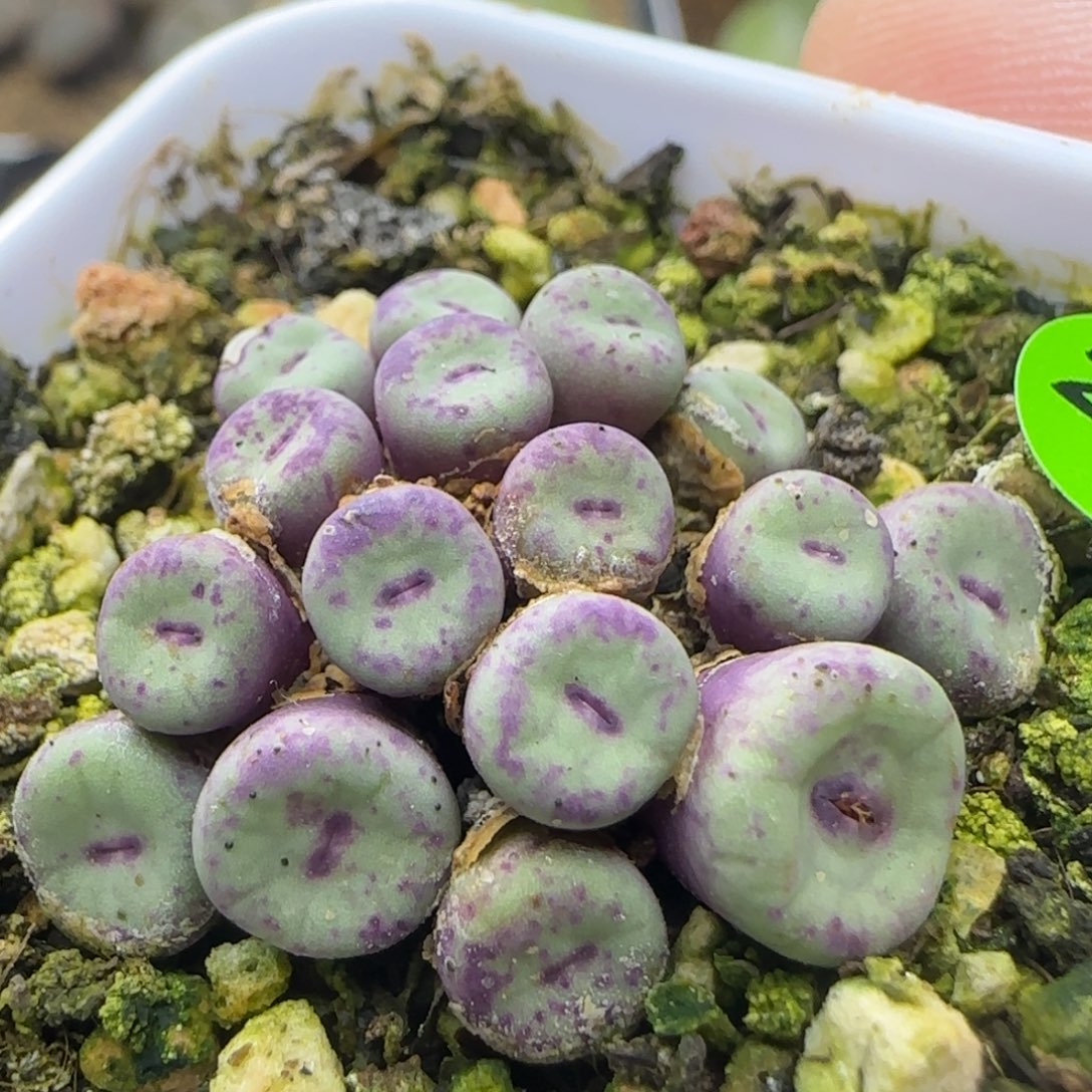 小红嘴群多肉植物235