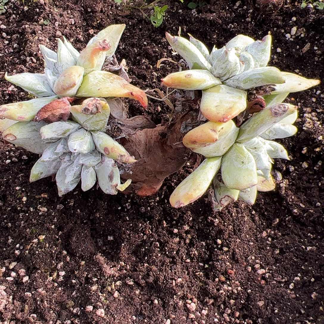 板***馆4485瑕疵拇指苹果叶