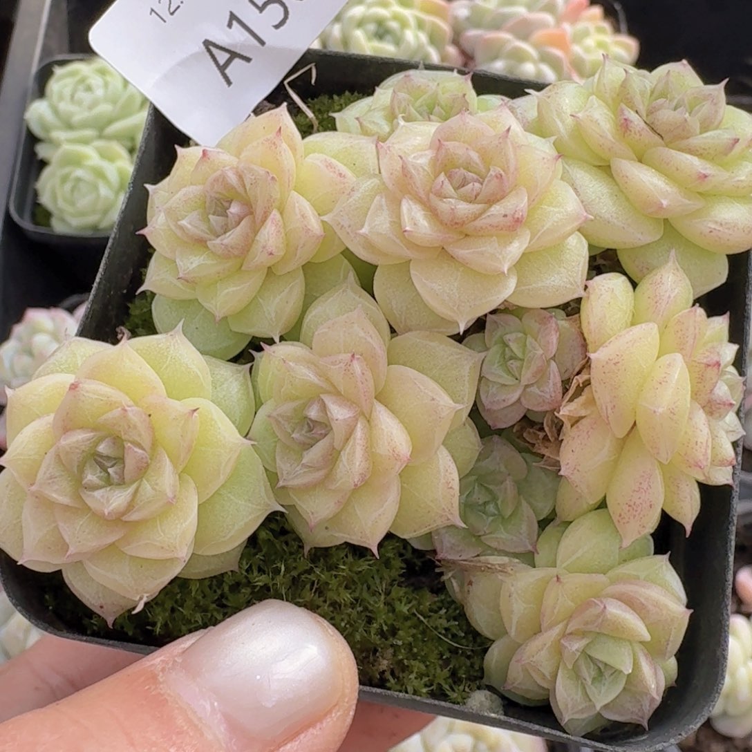 麦秆群一颗带盆发货