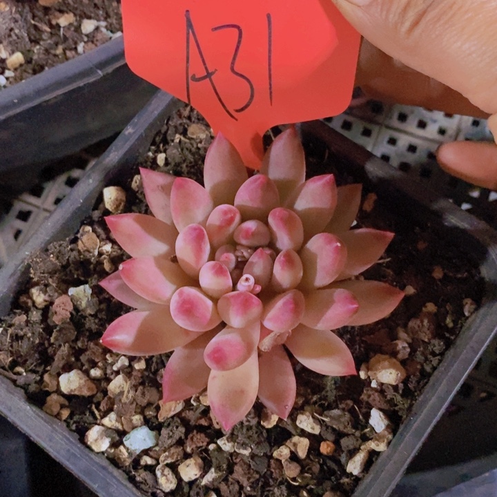 七*果在家里面吃饭的吗