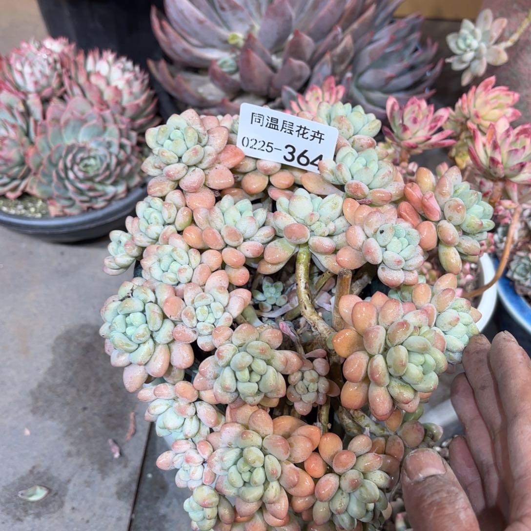 同温层多肉364洛可可