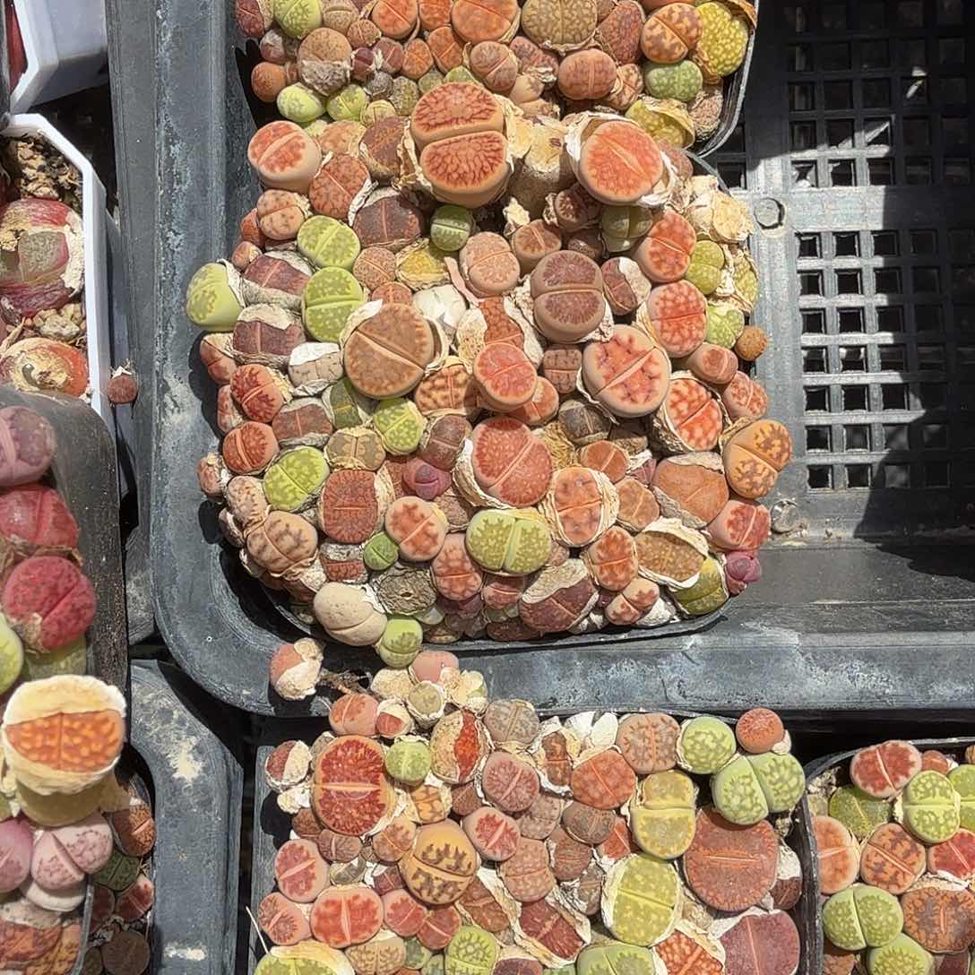 特价生石花多肉植物