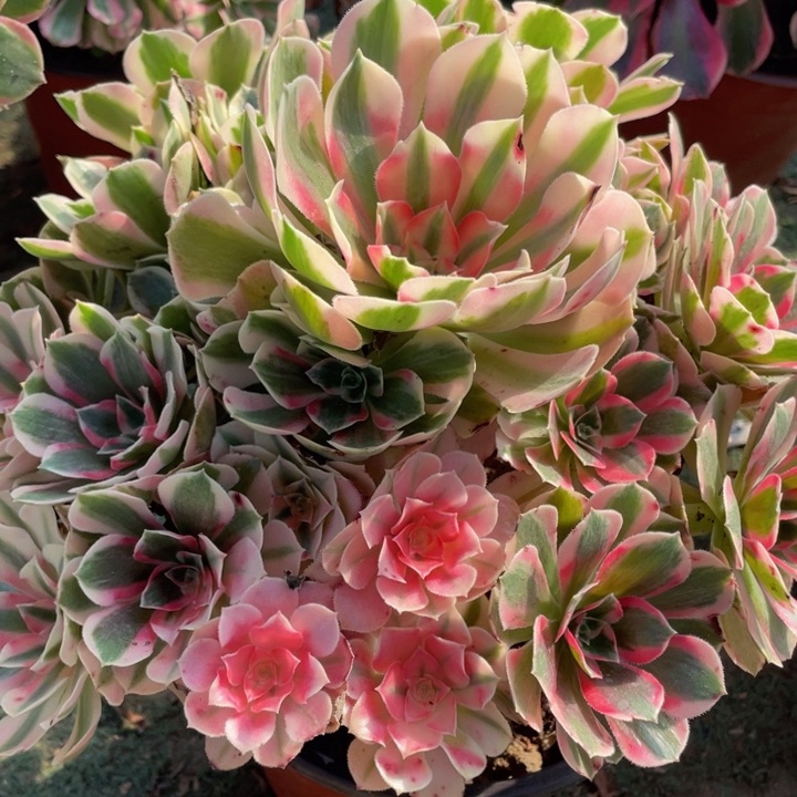 711初恋精品法师多肉