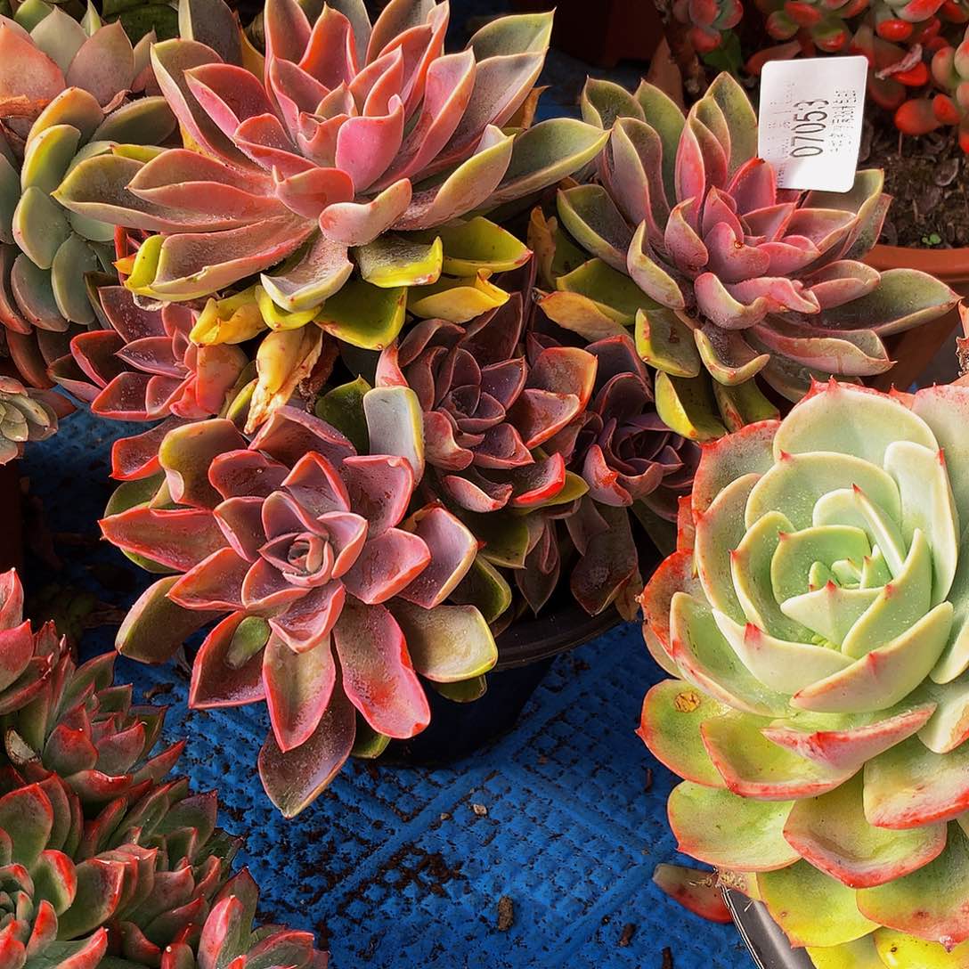 钟***国   紫气东来多肉07053