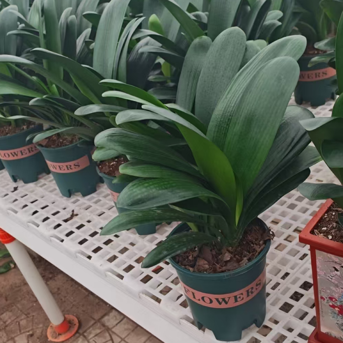 君子兰福利2颗栽一盆3年花