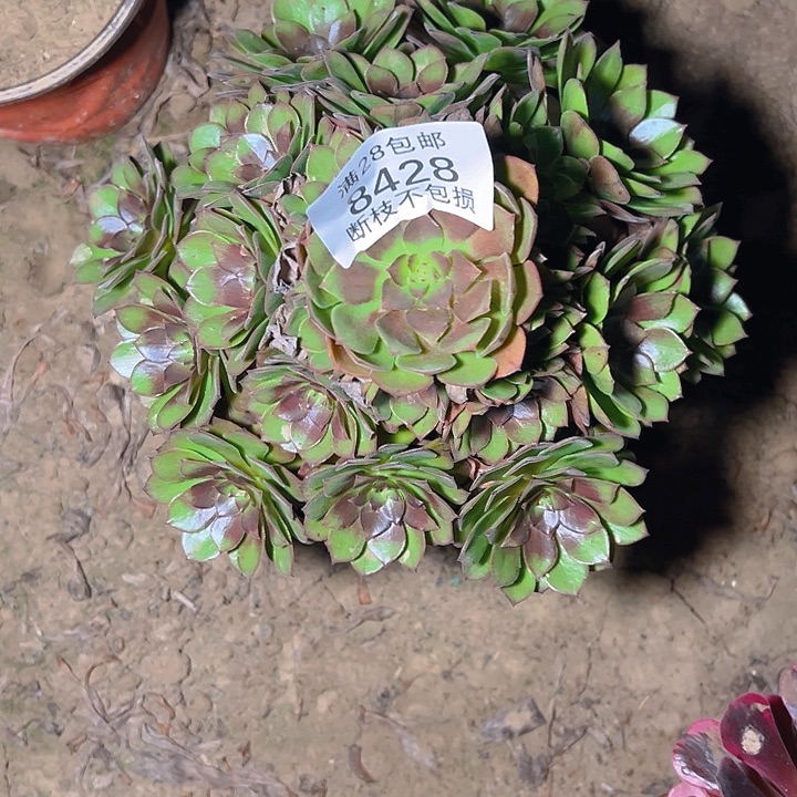 8428桃花石多肉植物