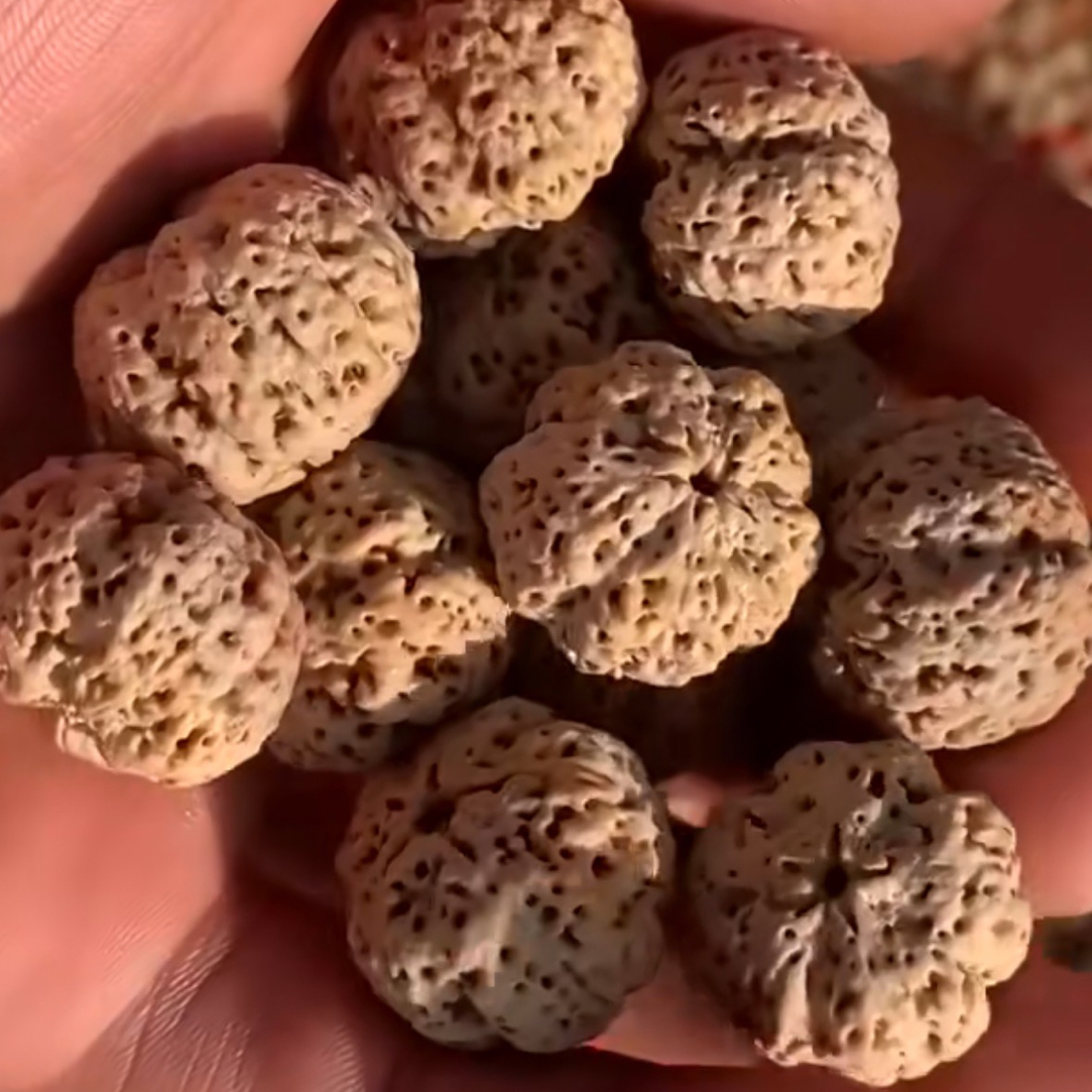 尼泊尔大金刚菩提子