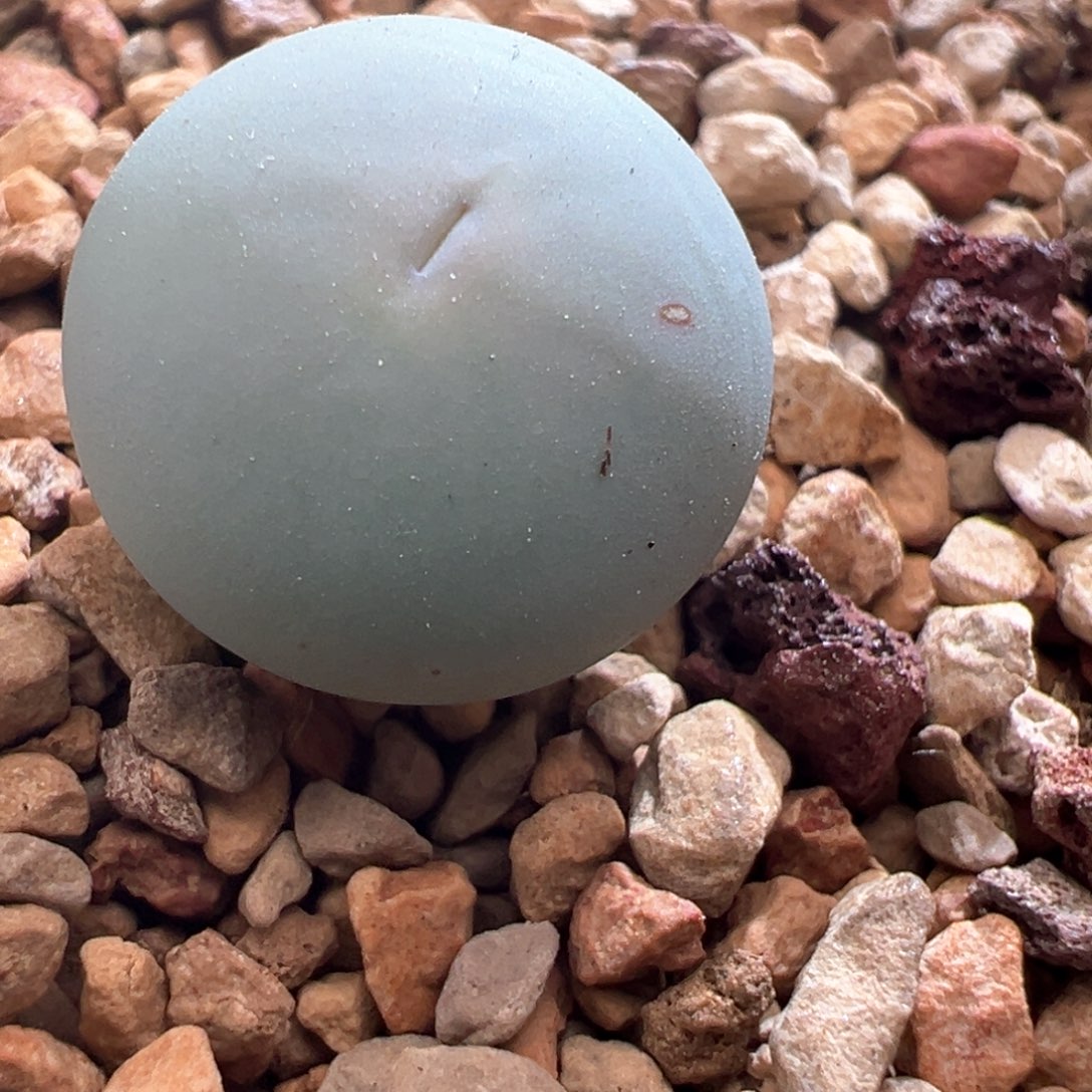 81优选434v嘴一颗