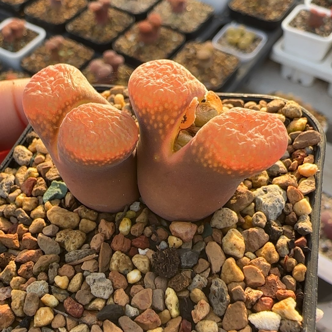 多肉植物大风240号