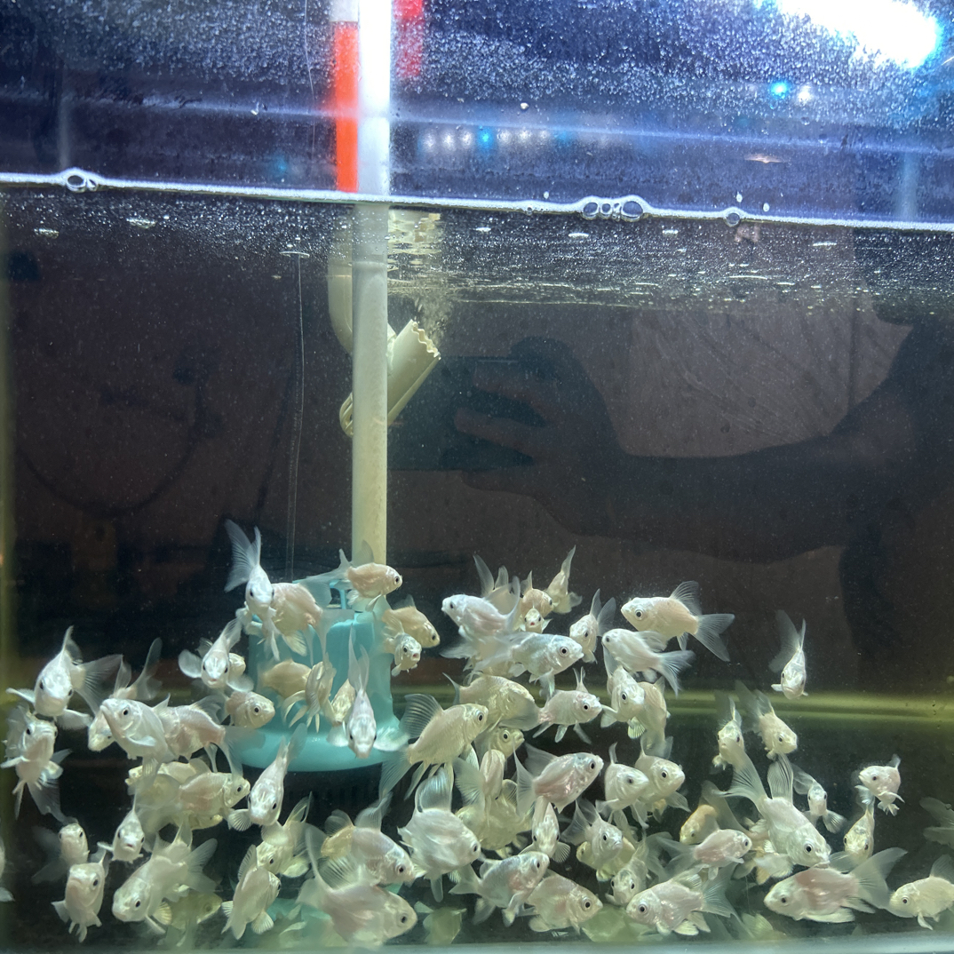 球型蝴蝶鲤5-8厘米（2条）