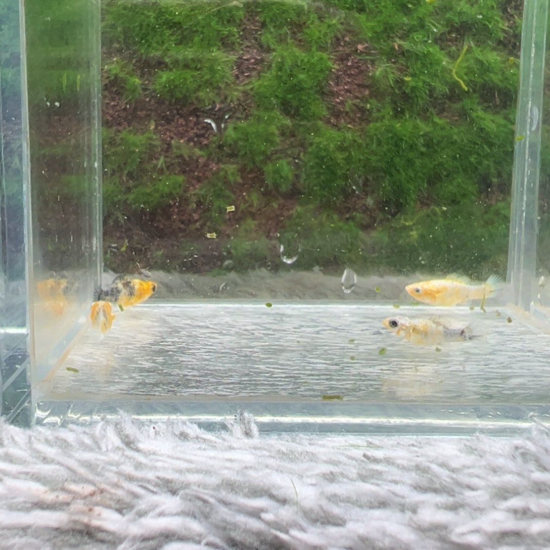 黑玛丽鱼樱花鱼苗4天