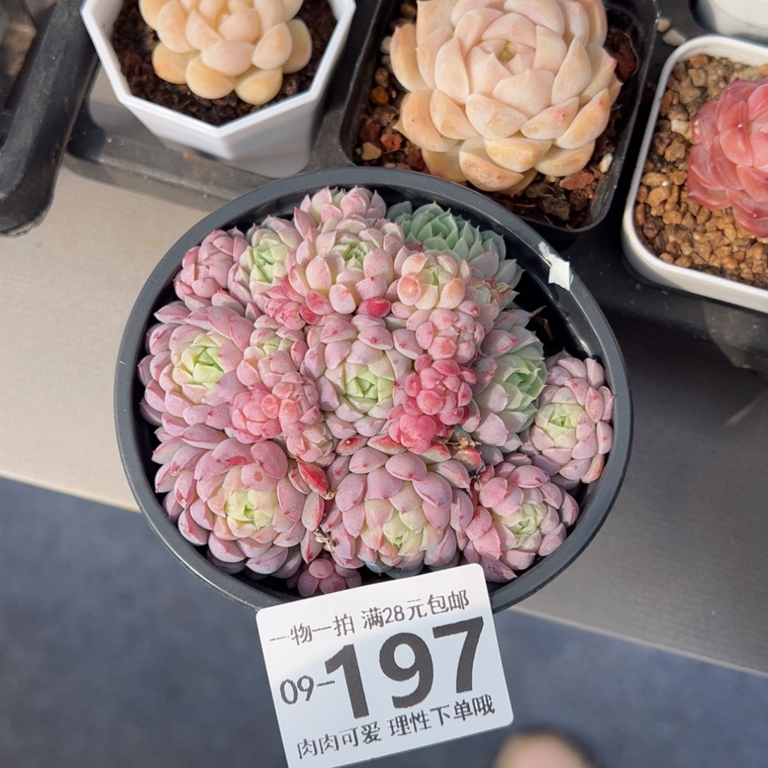 羊脂球多肉多肉多肉多肉