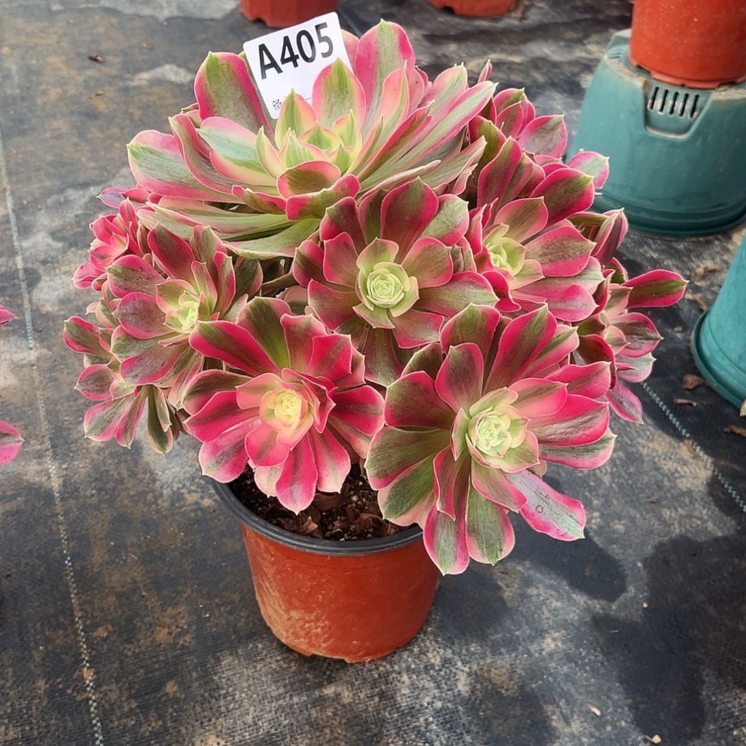 缘***分多肉植物粉女郎405多肉