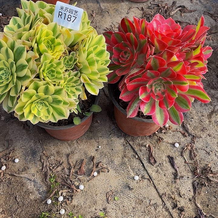187多肉植物jiang le