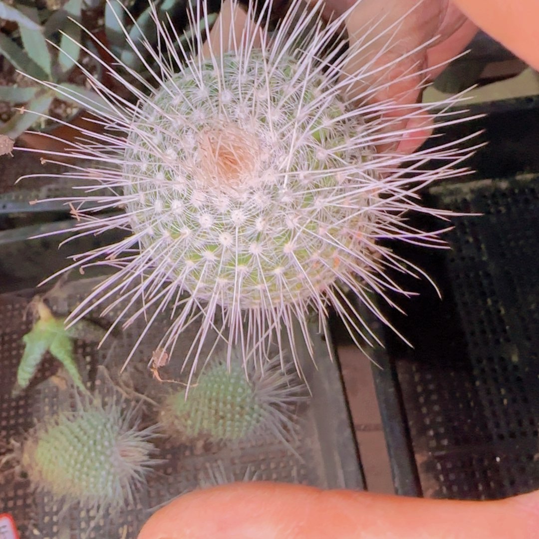 块根植物块根植物