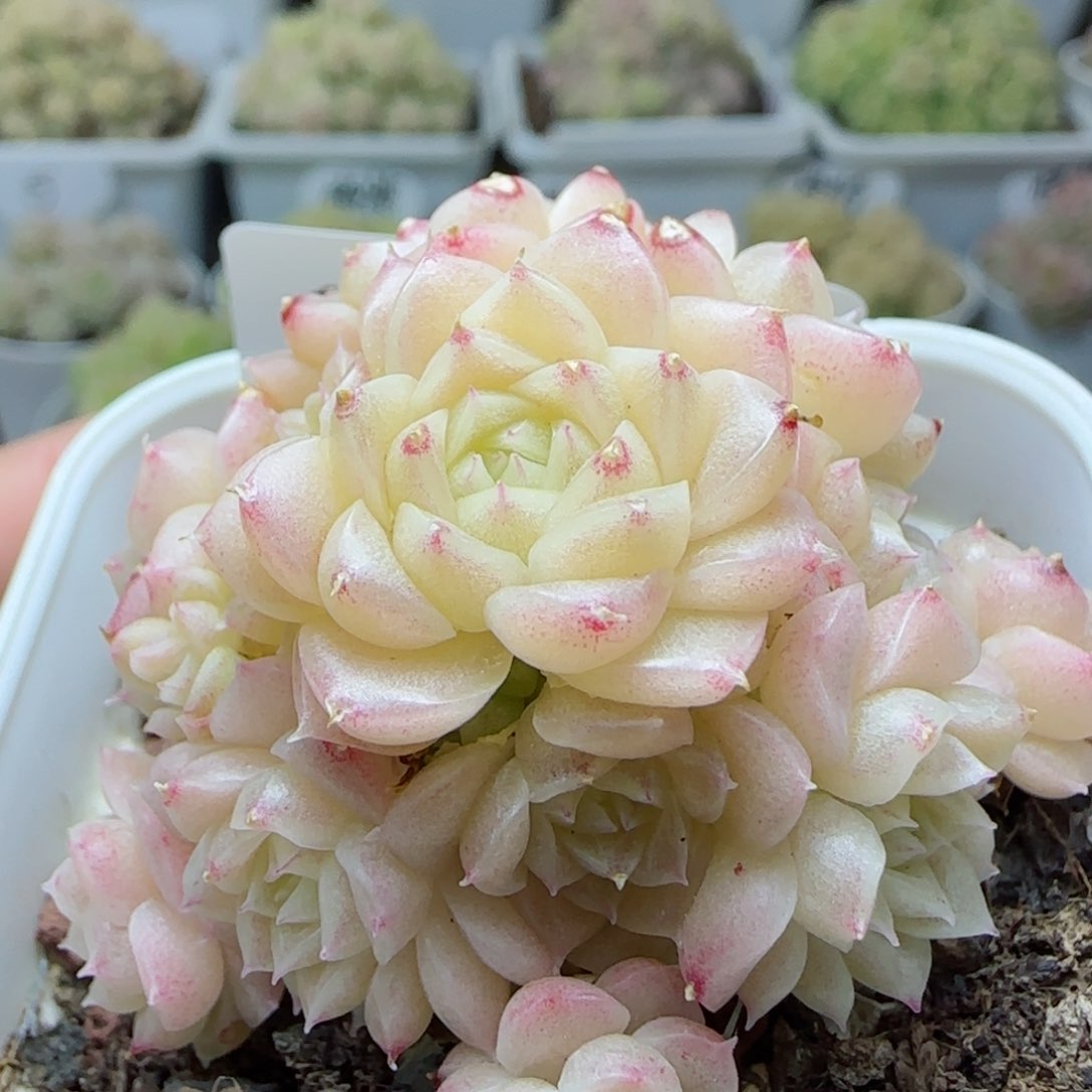 【闪购商品】0310-118麦杆