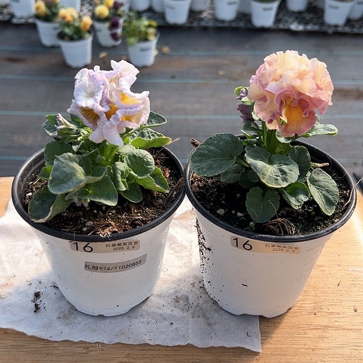 水晶抖音直播闪拍16