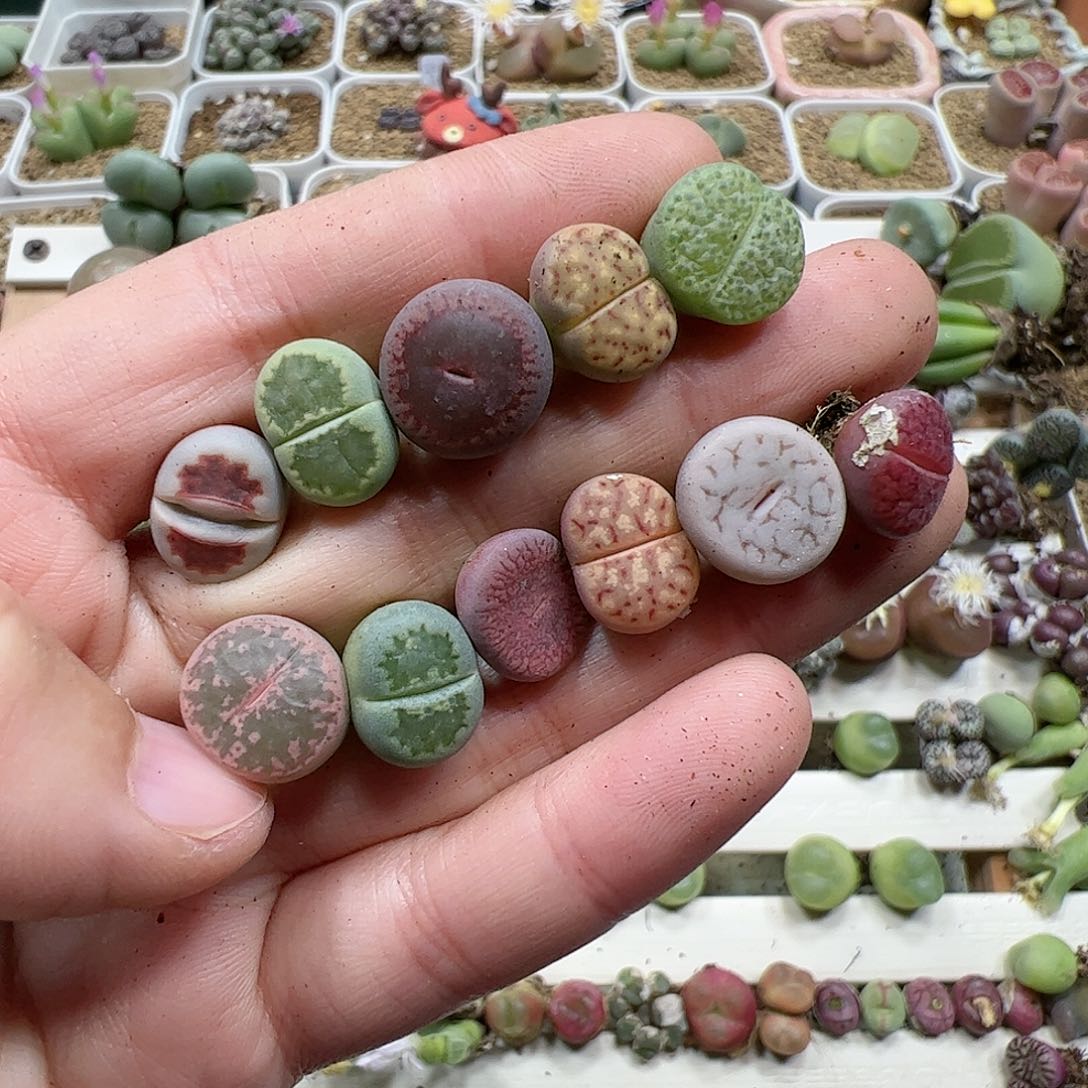 【闪购商品】67 彩色石头