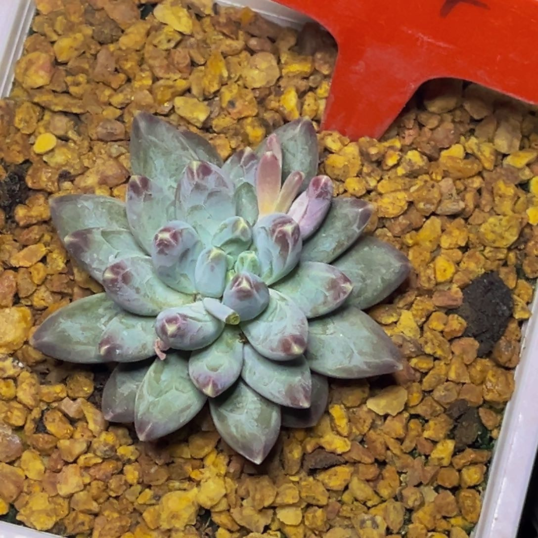 2304号晚上多肉植物群生多肉植物