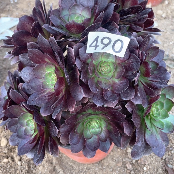 490多肉植物赤焰莲有砍