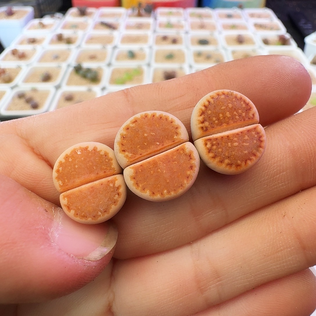 懒***。多肉植物福利生石花113