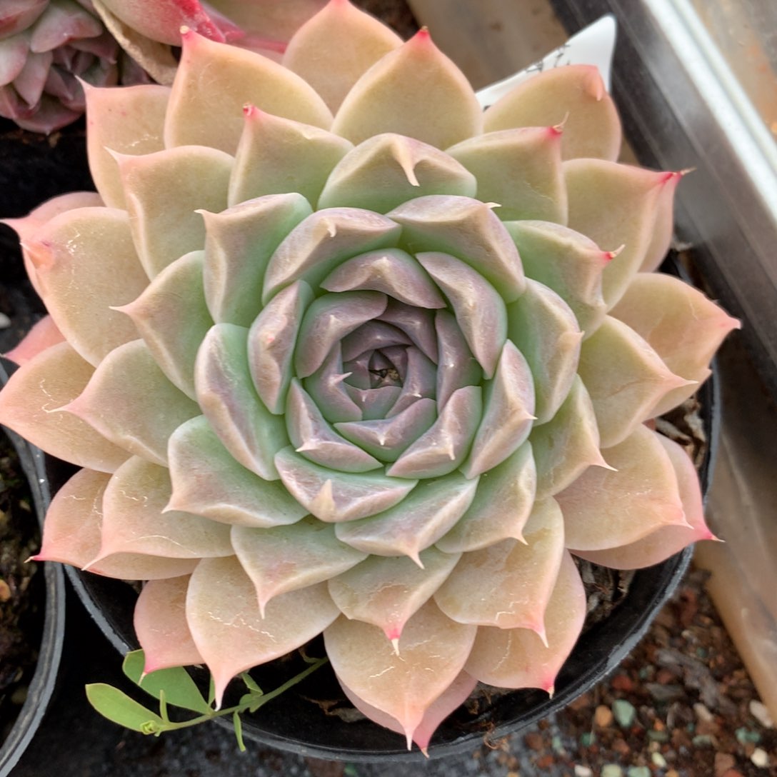 2712新年快乐发发发