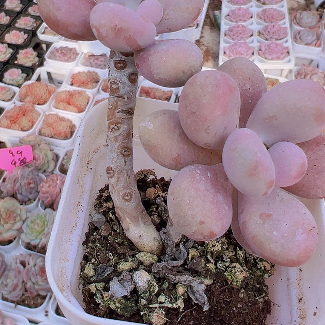 双头老桩桃蛋19包邮