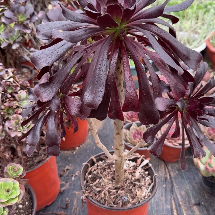 765墨法师20以上发货。