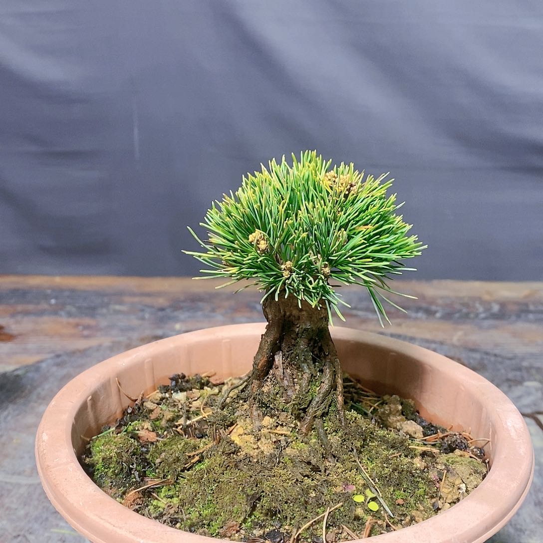 【闪购商品】无花朵