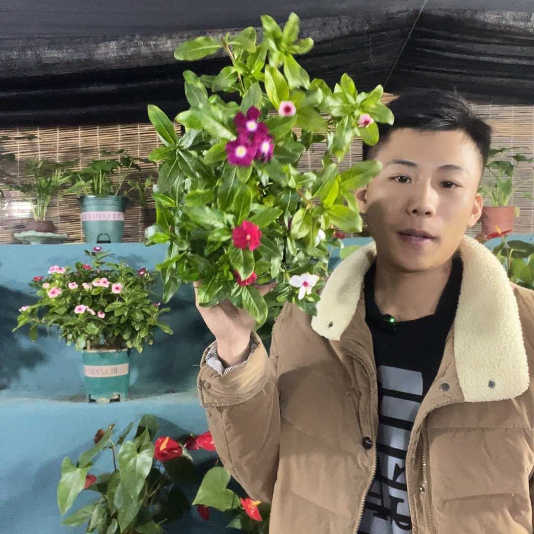 大部分花苞少量开放加仑盆天天开