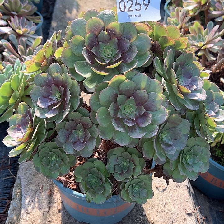 0259黑膜多肉植物