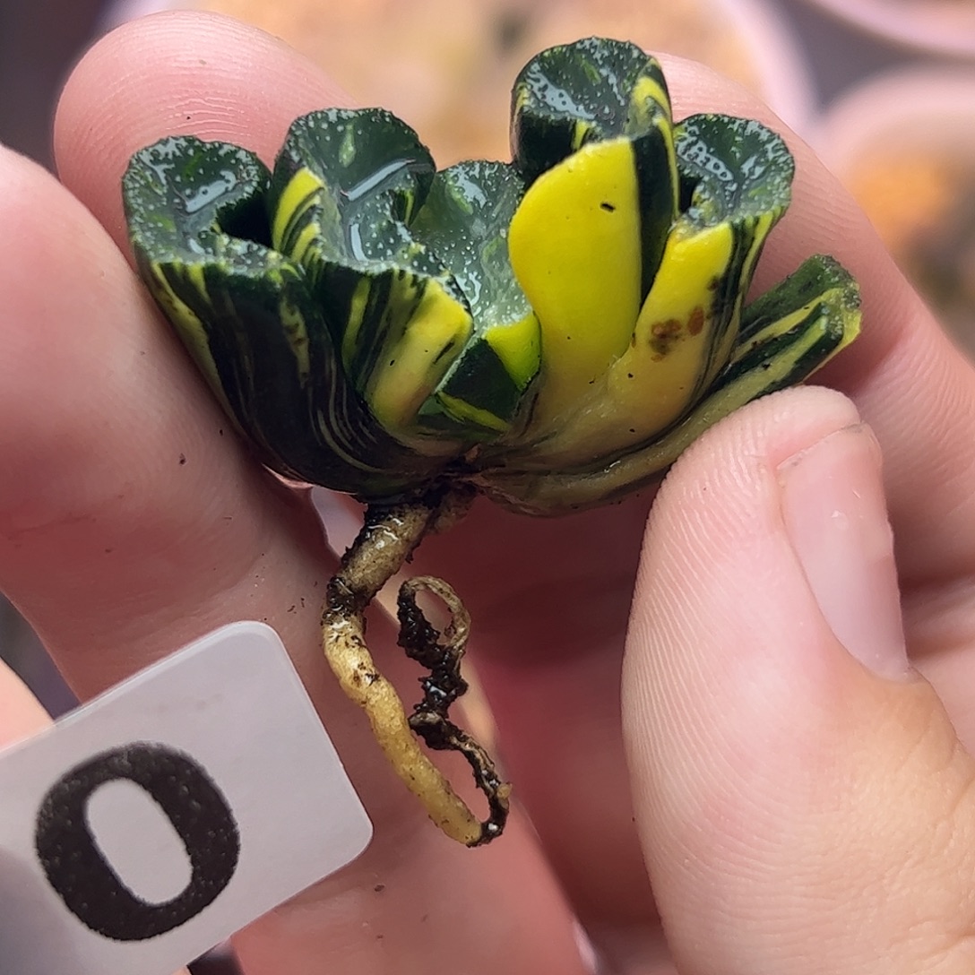 770道长进十二卷多肉