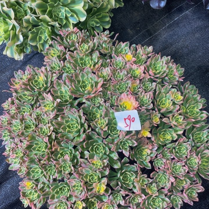 590多肉法师植物田茶